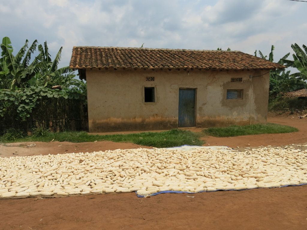 Cassava Rwanda