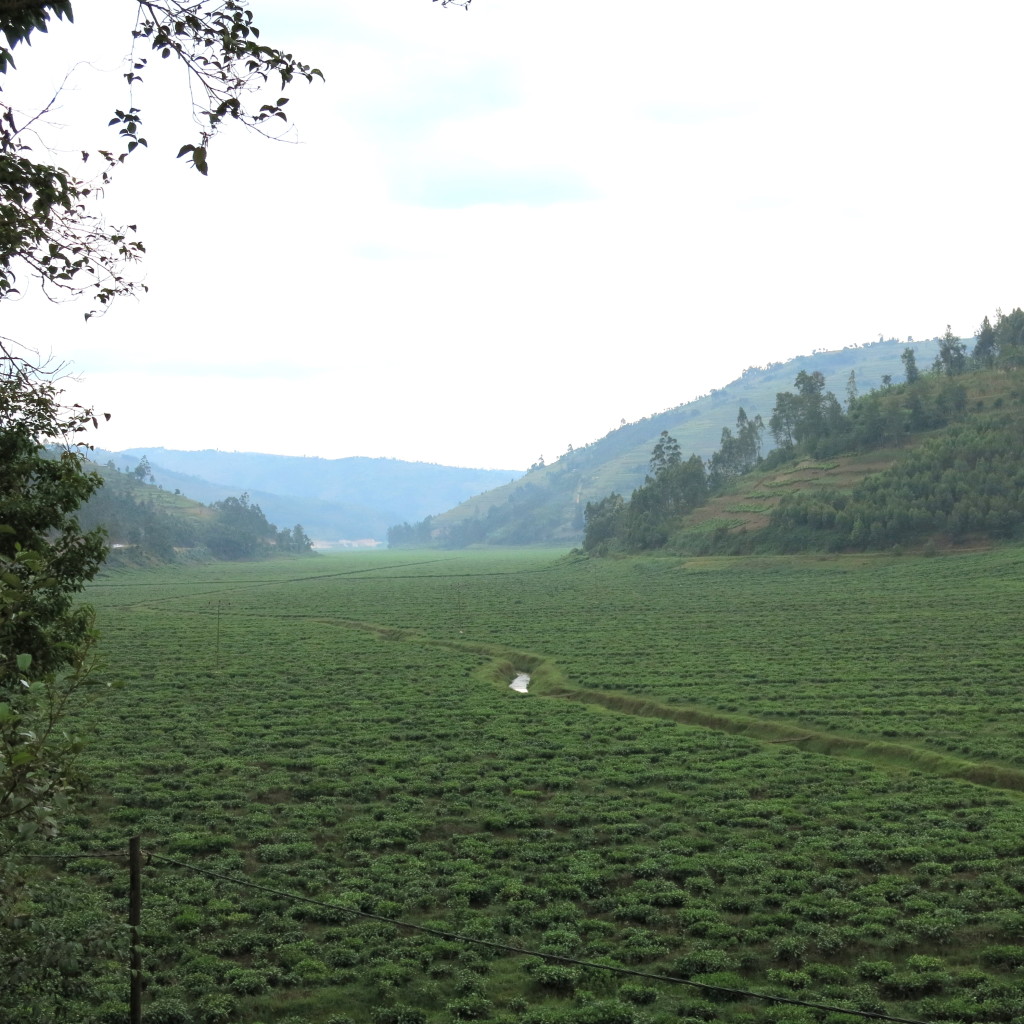 Tea cooperative plantation Rwanda