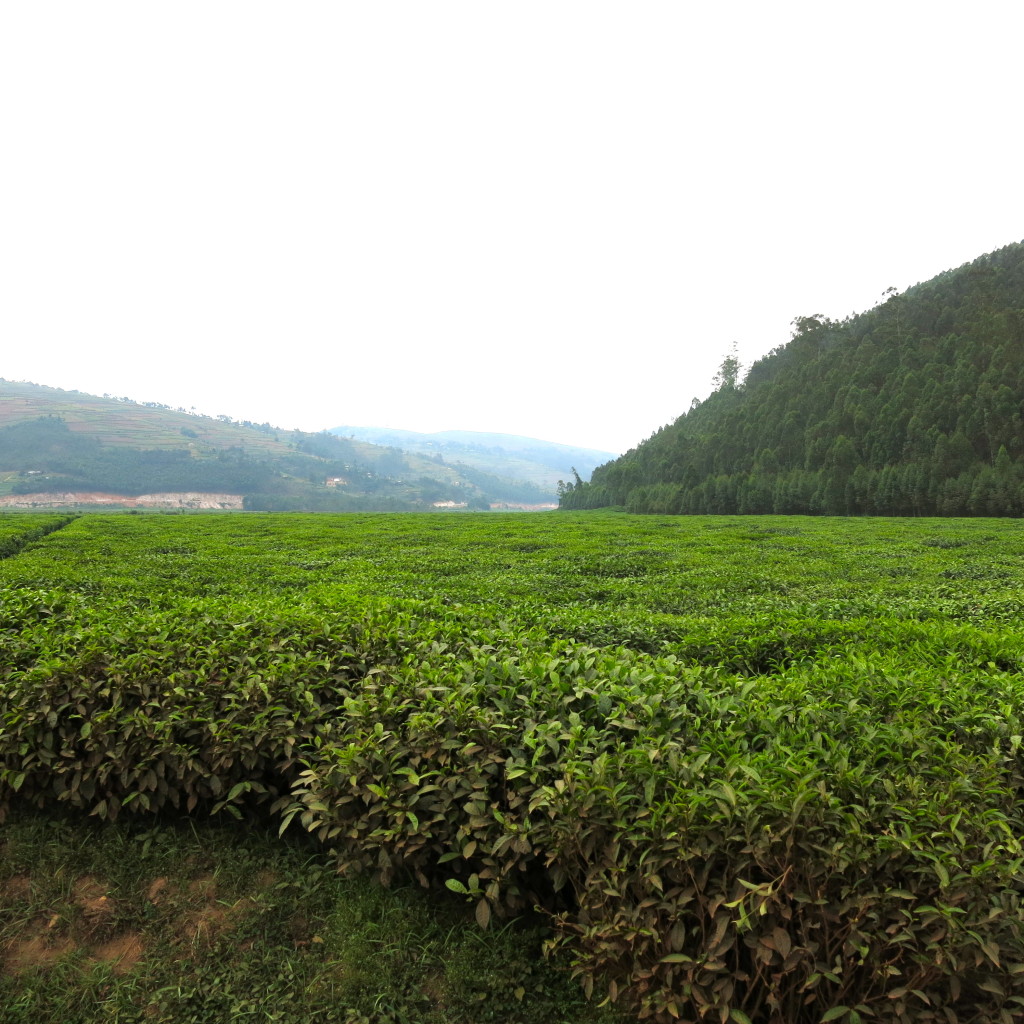 Rwanda tea plantation